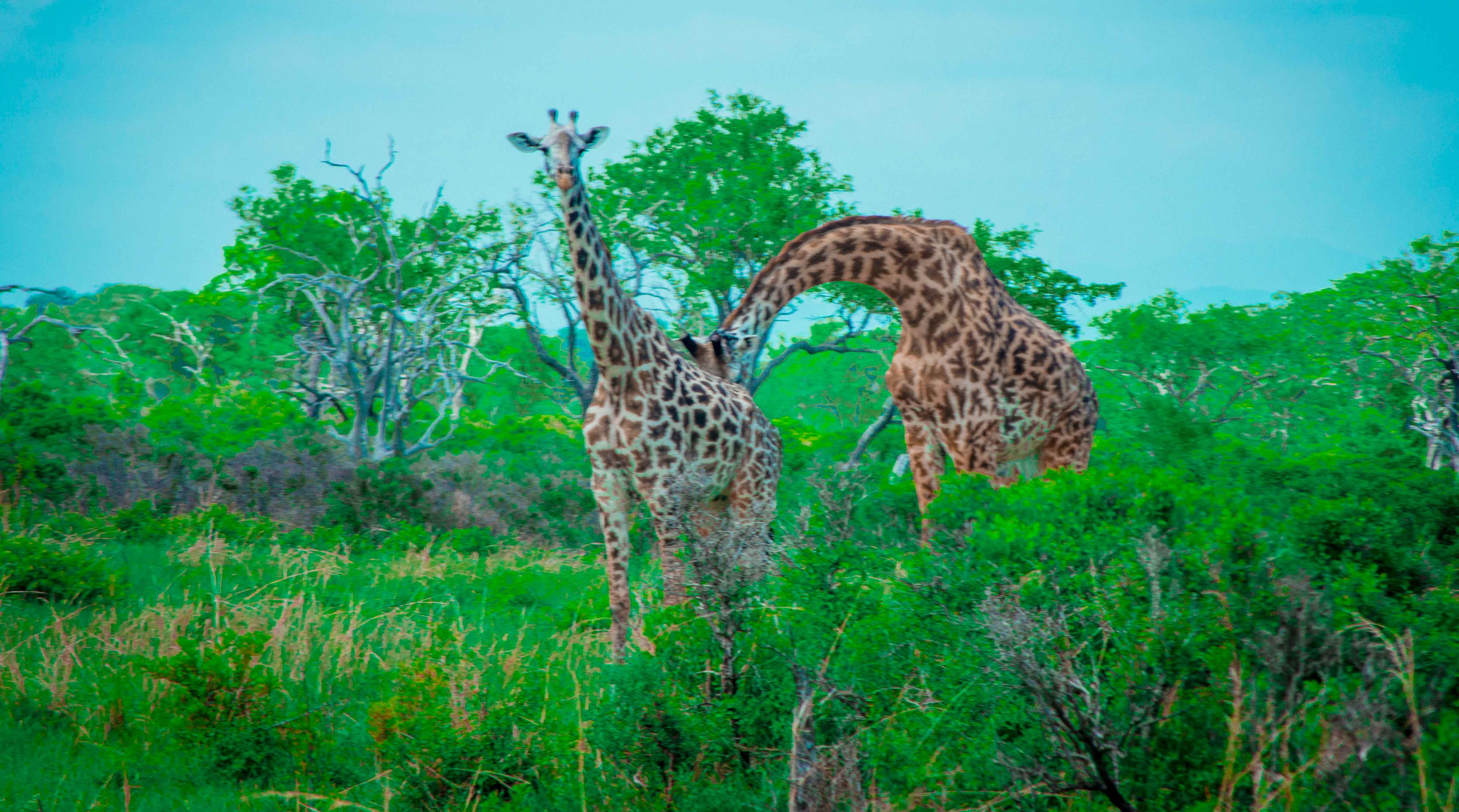 6 Day Kilimanjaro Rongai Trek