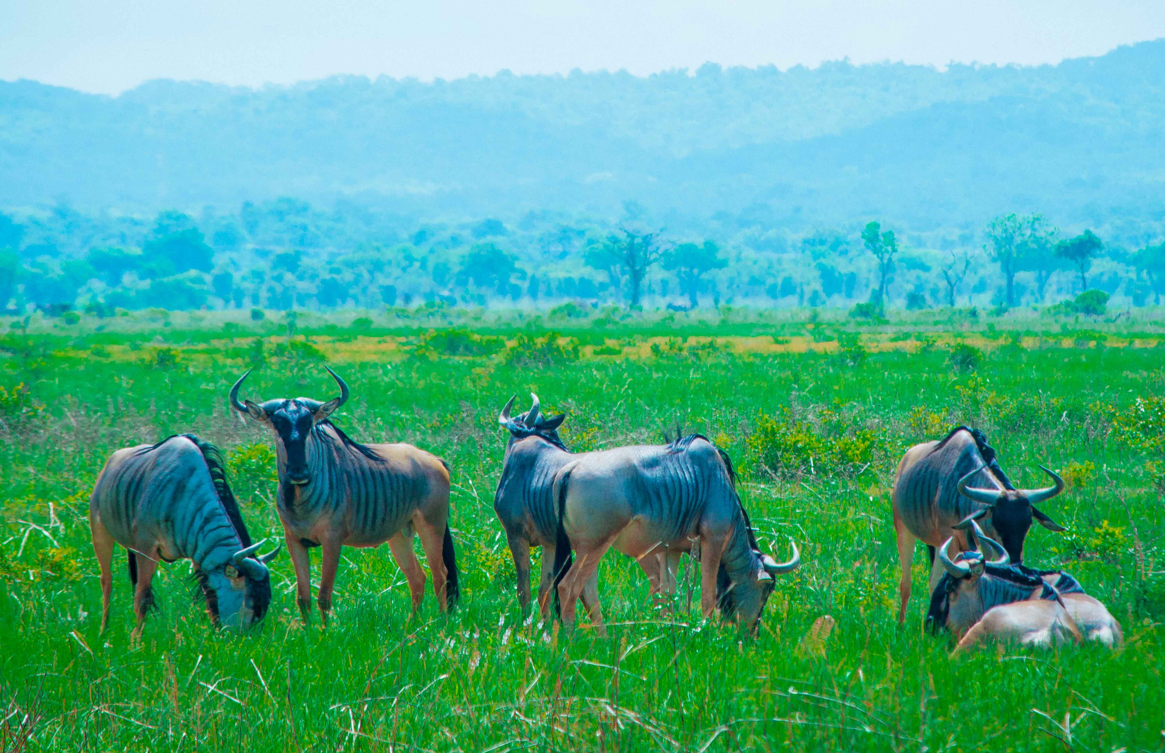 6 Day Kilimanjaro Umbwe Trek