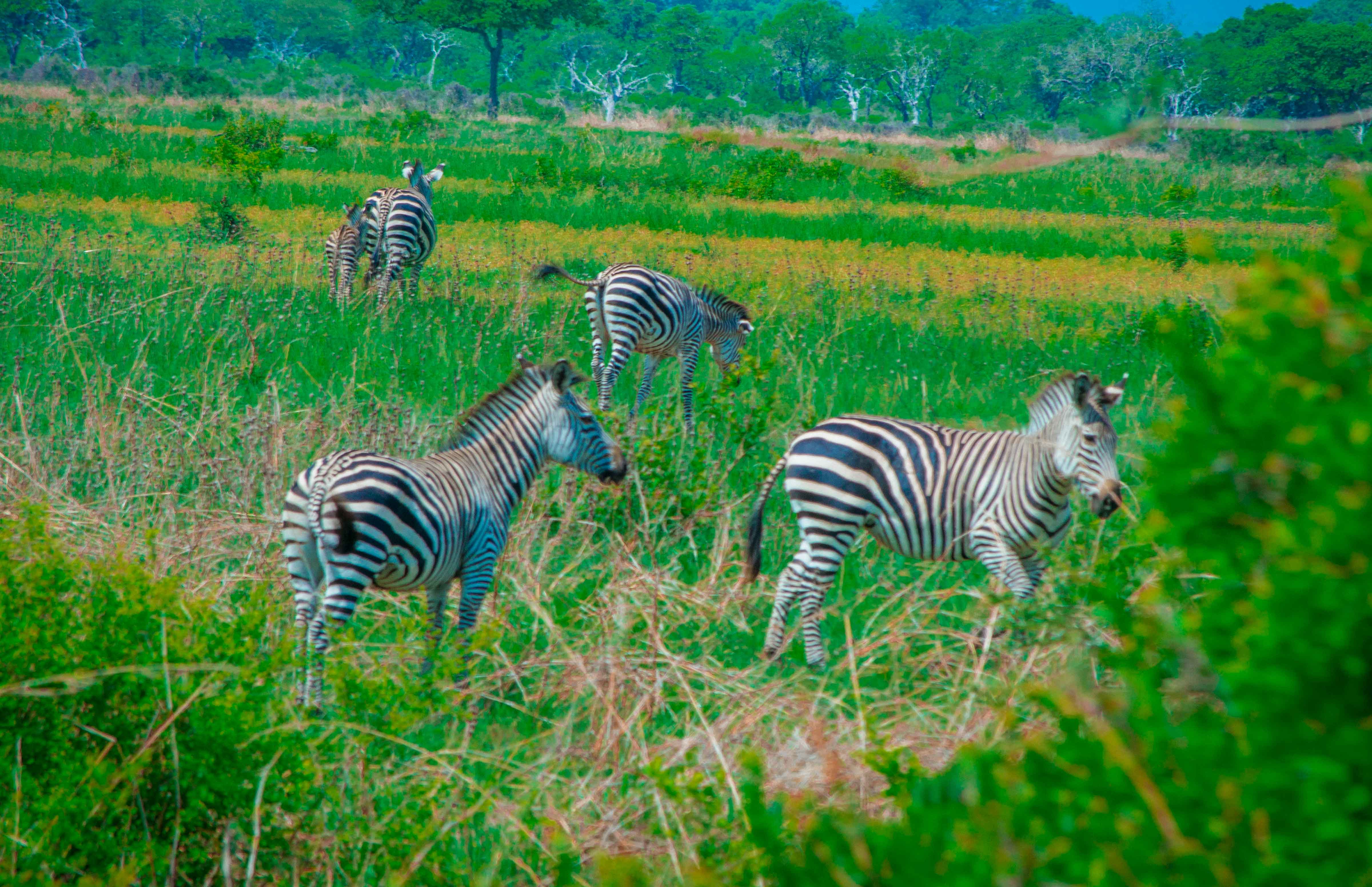9 Day Kilimanjaro Northern Circuit Trek